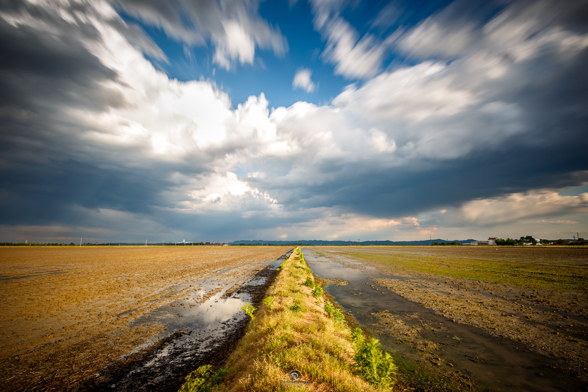 Among the rice fields of Vercelli