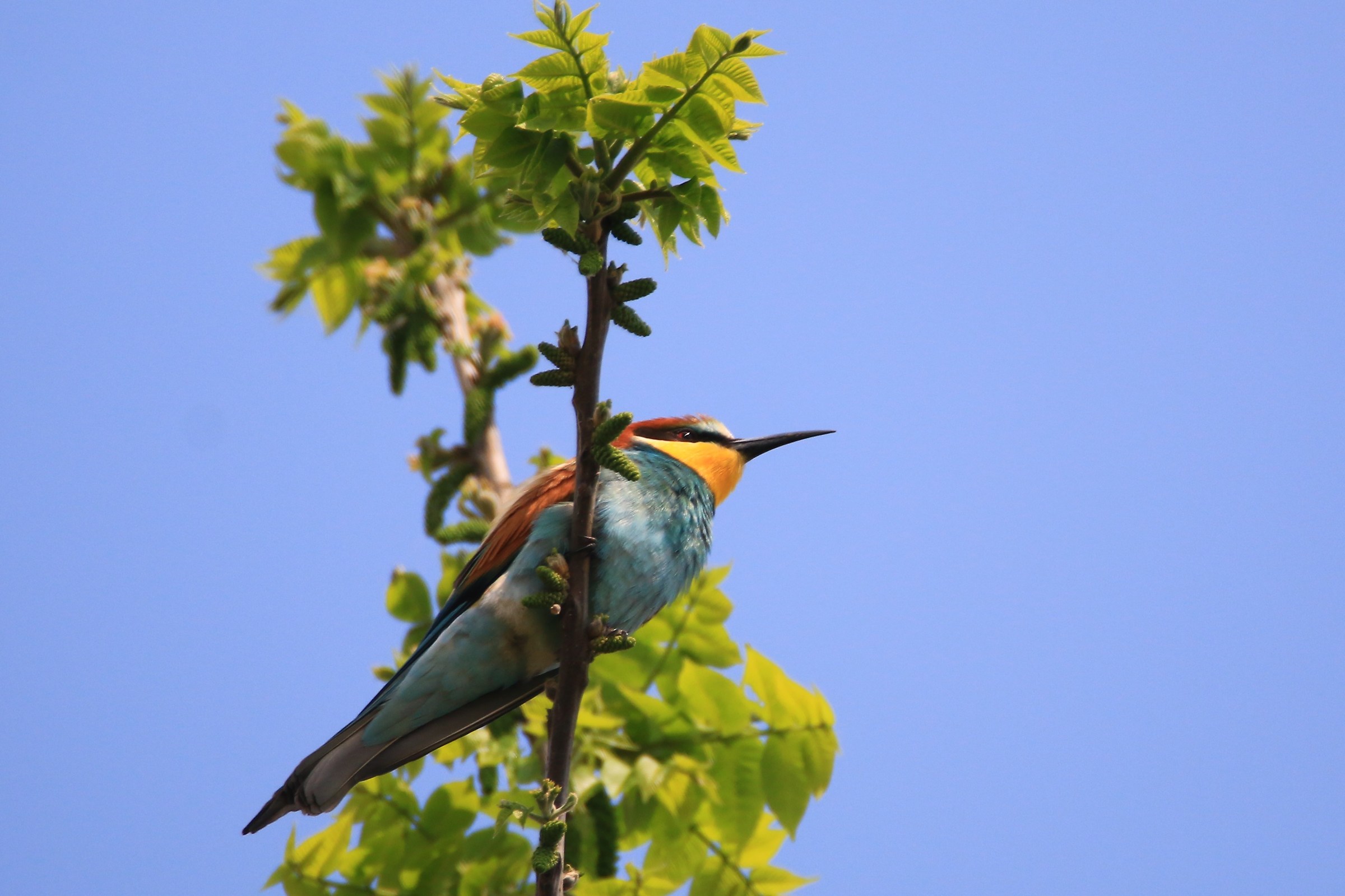 bee-eater 2