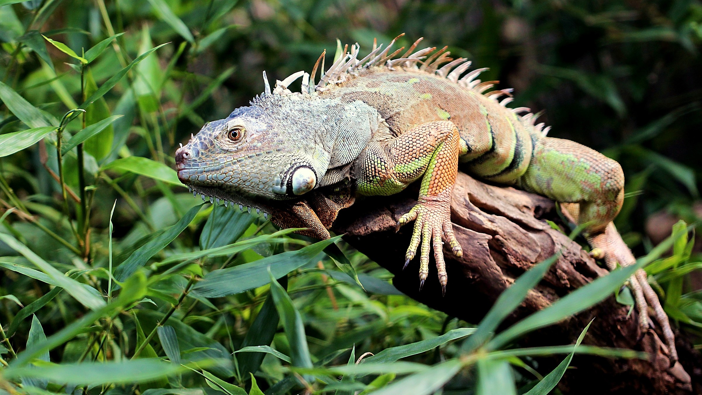 Iguana
