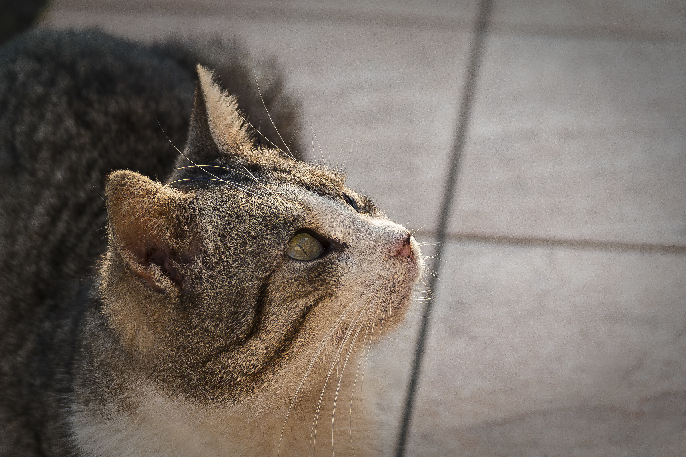 Just another cat on the web