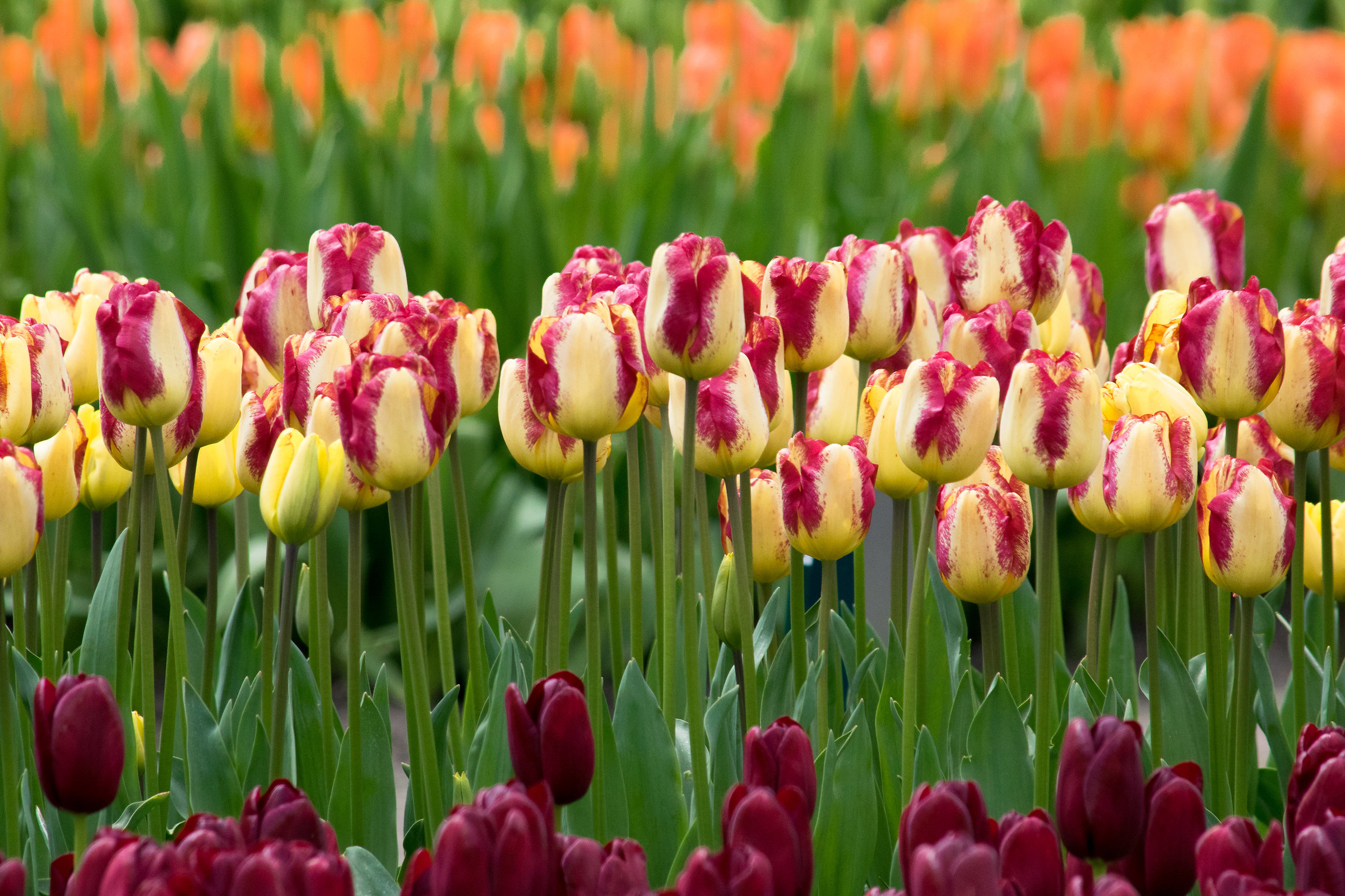 Some colors of Keukenhof (NL)