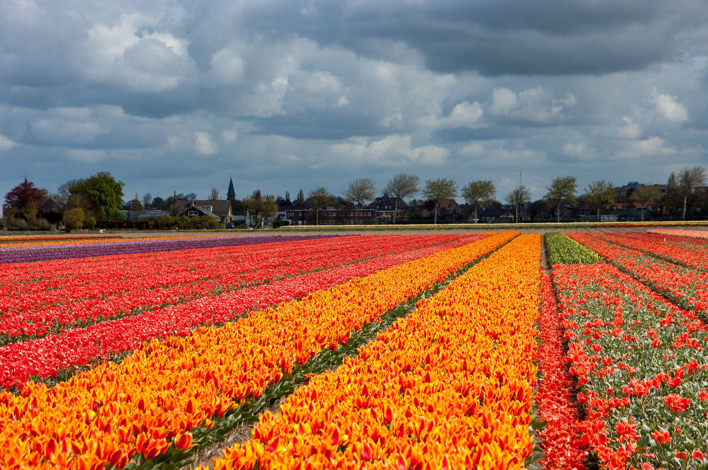 Flowering (Lissa NL)