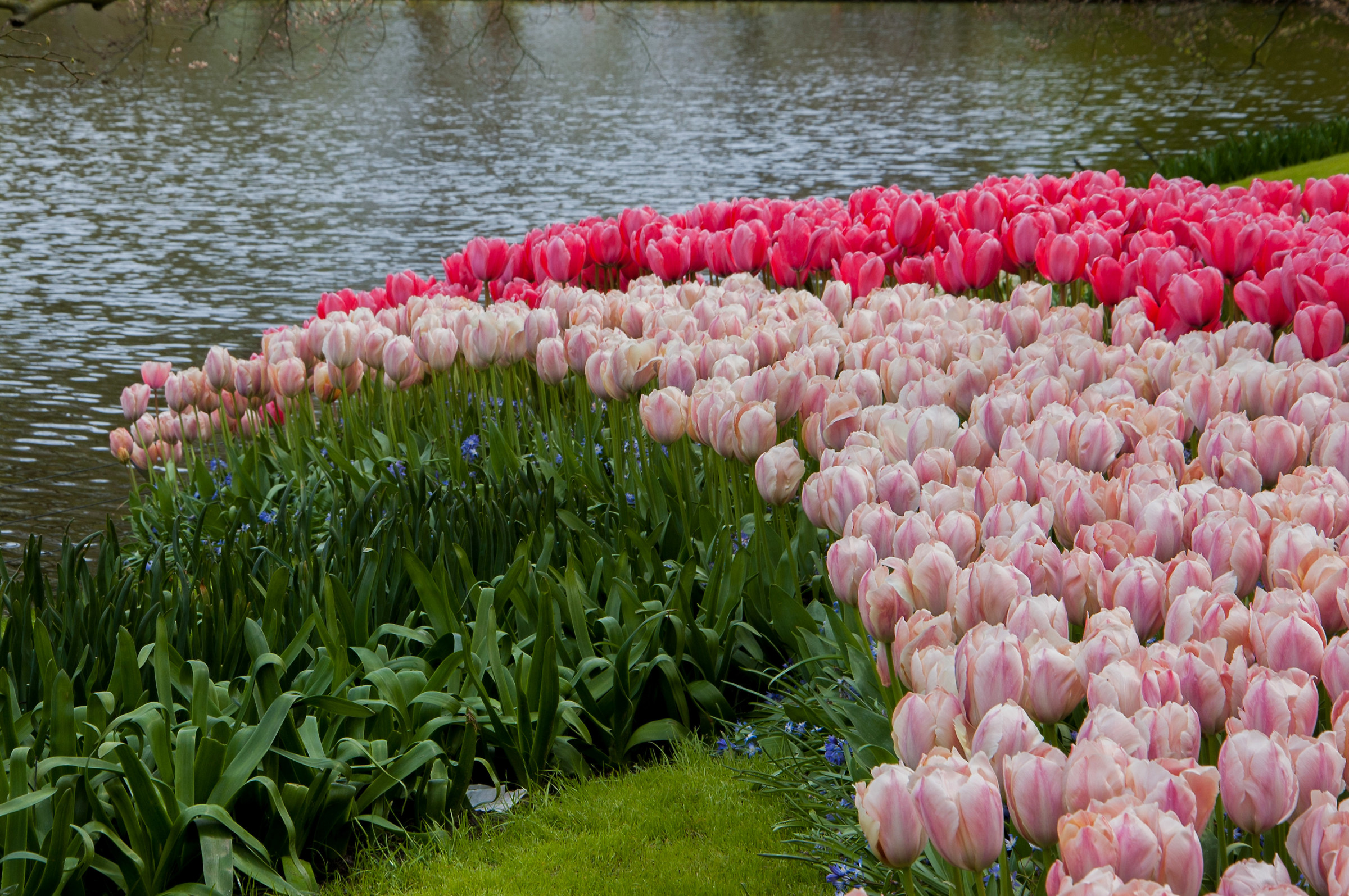 Keukenhof