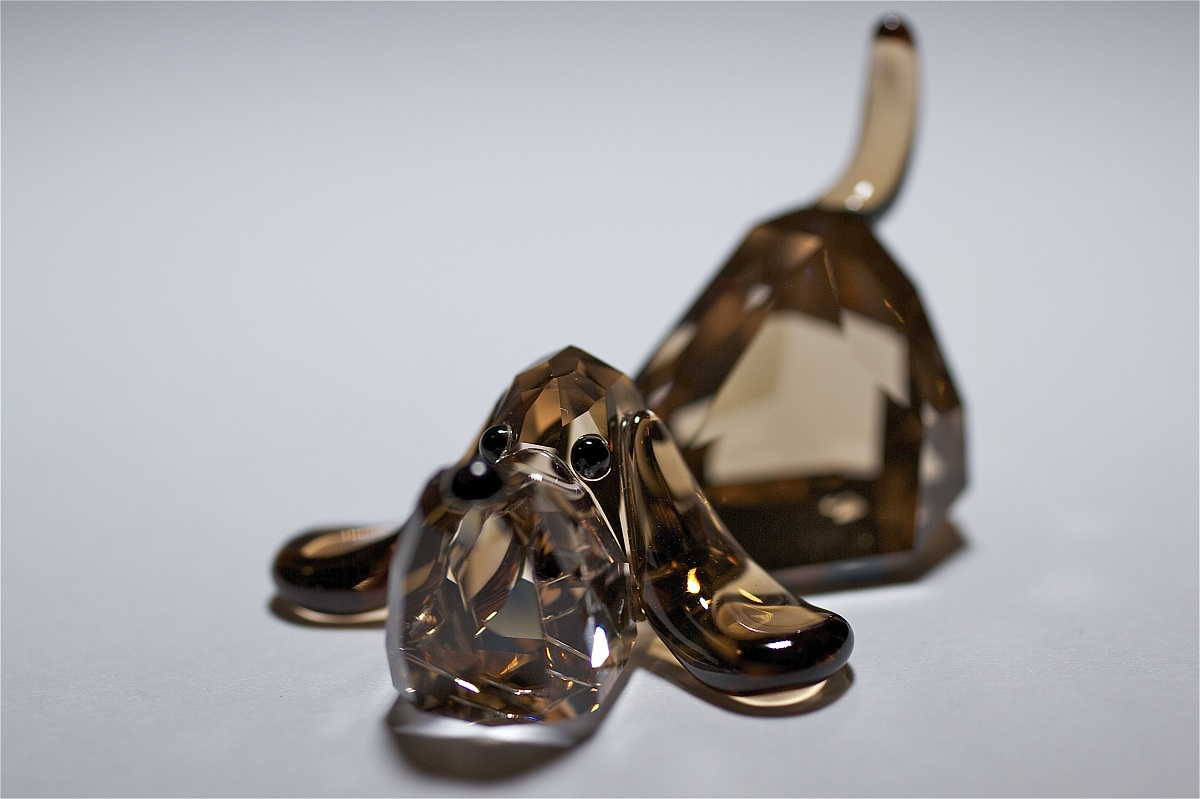 ... trasparente come un cane ...