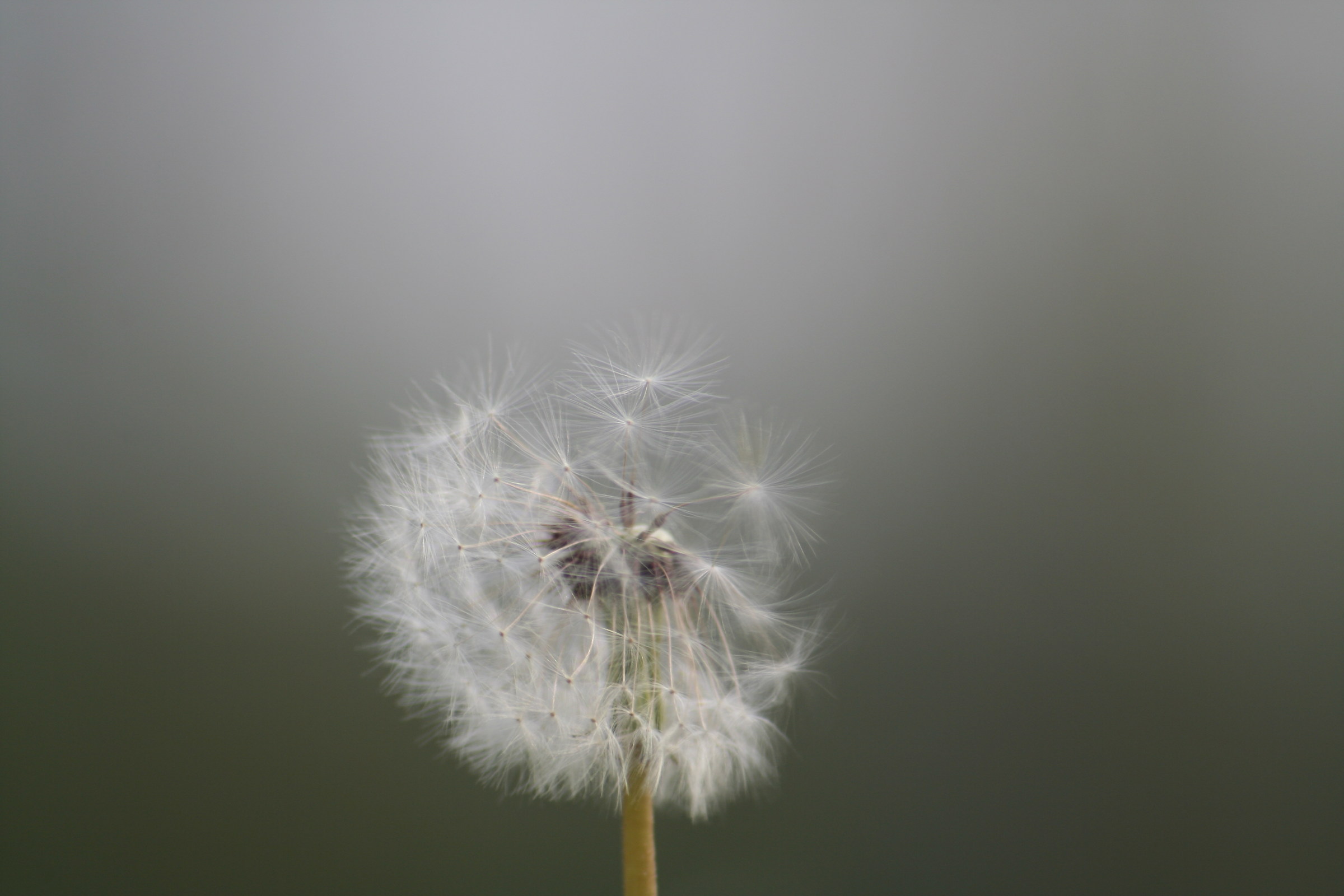 Dandelion or Dandelion