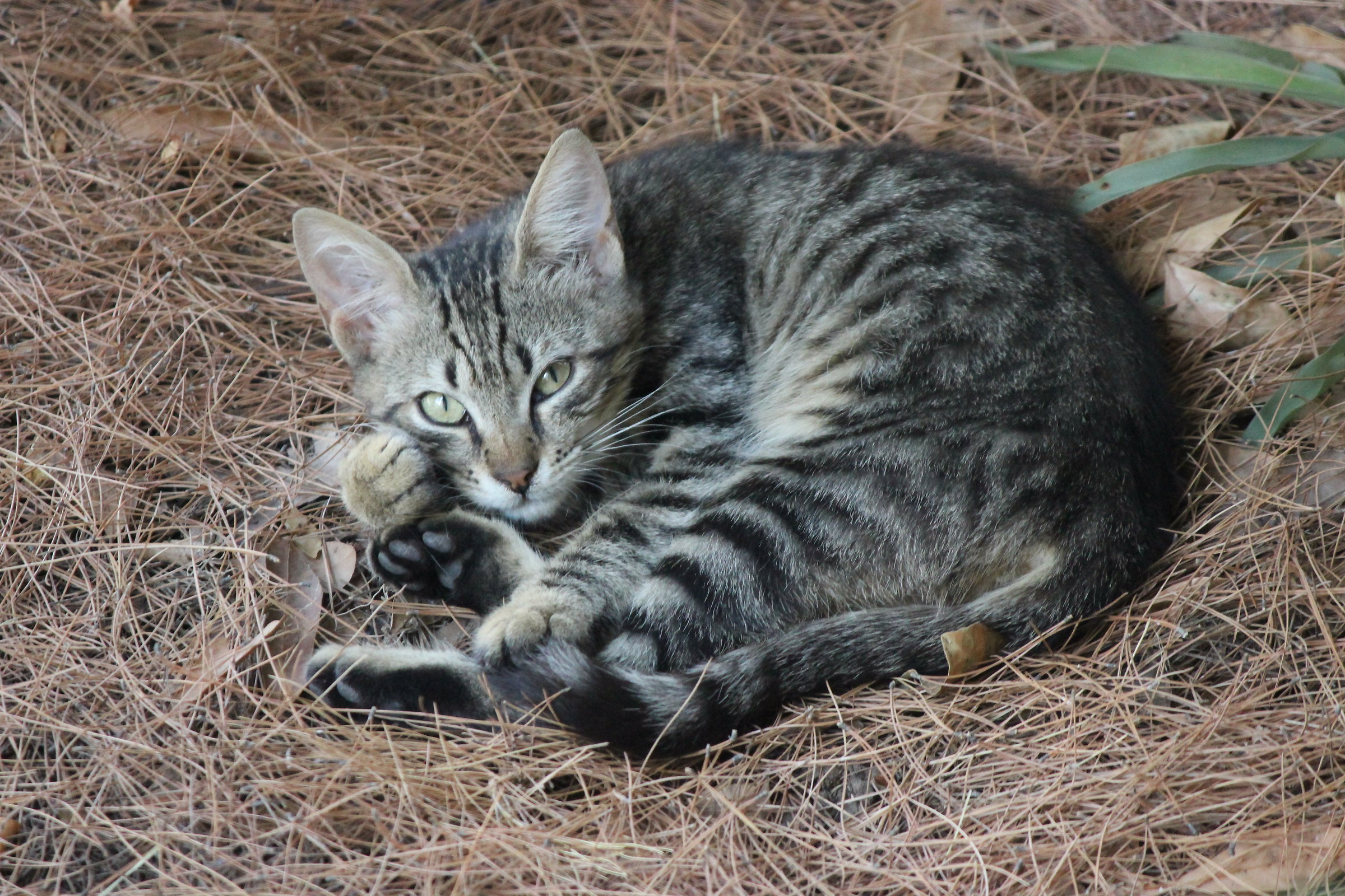 Relaxing on pine needles