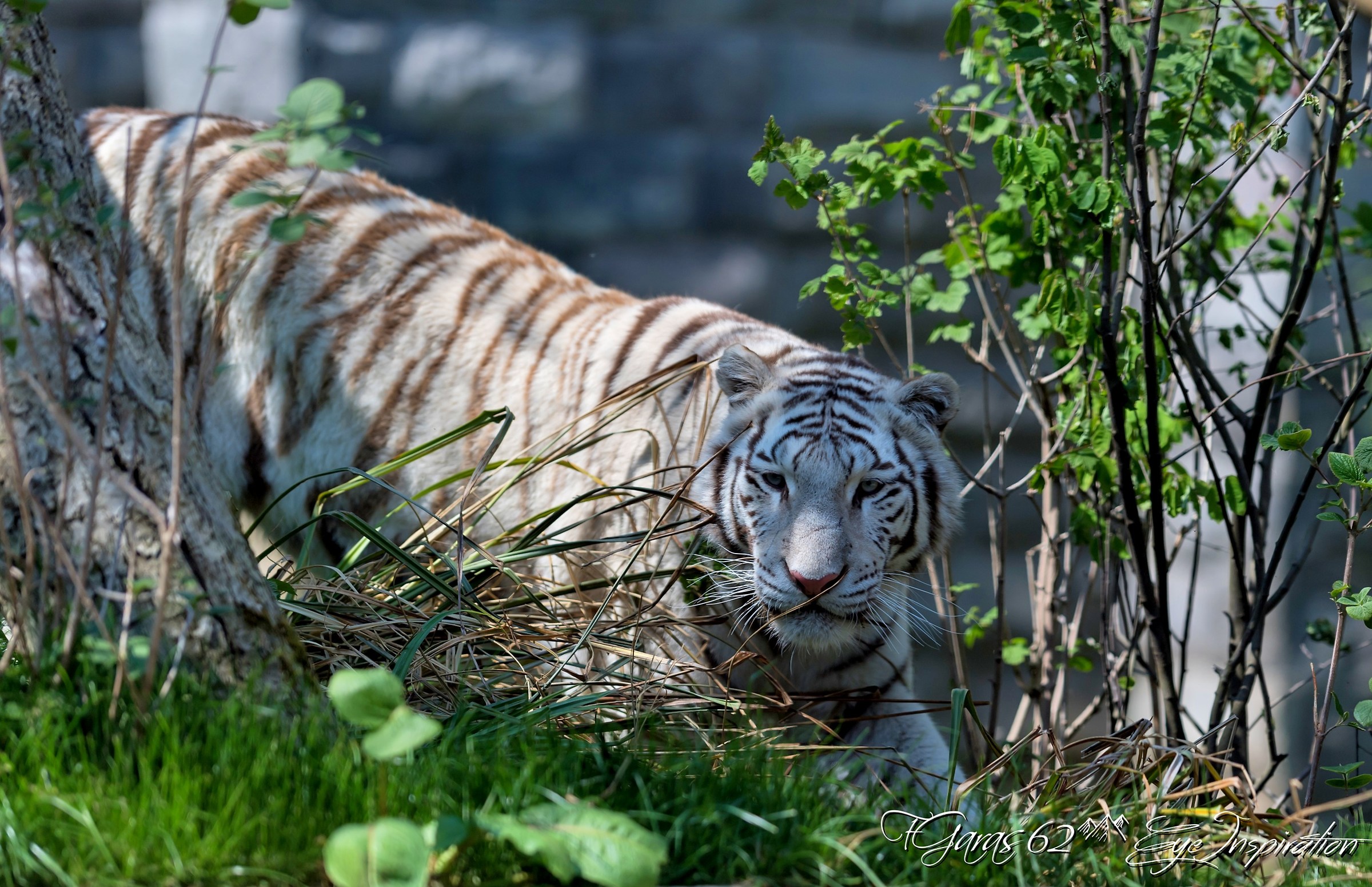 Deux tigres blancs à Pairi Daiza. Mumbai en Sanka