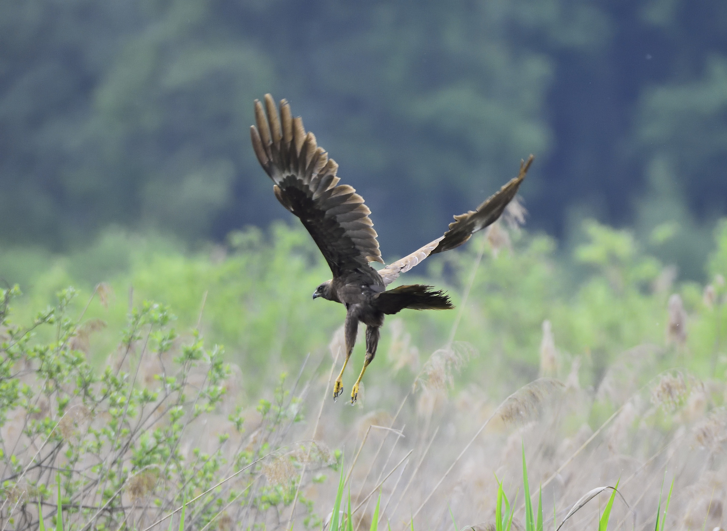 marsh harrier