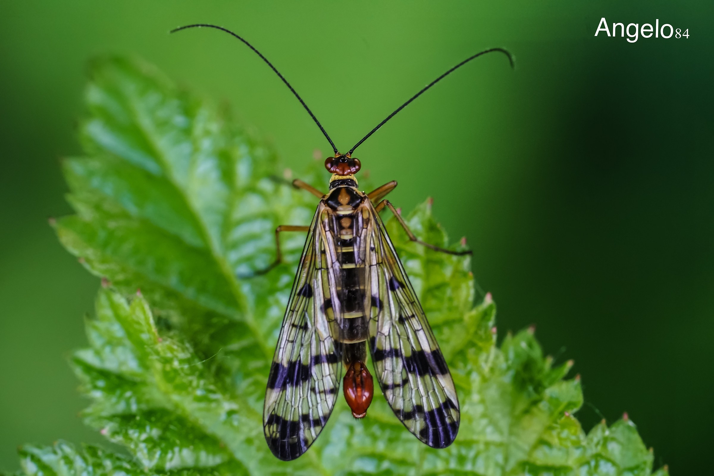 Mecoptera