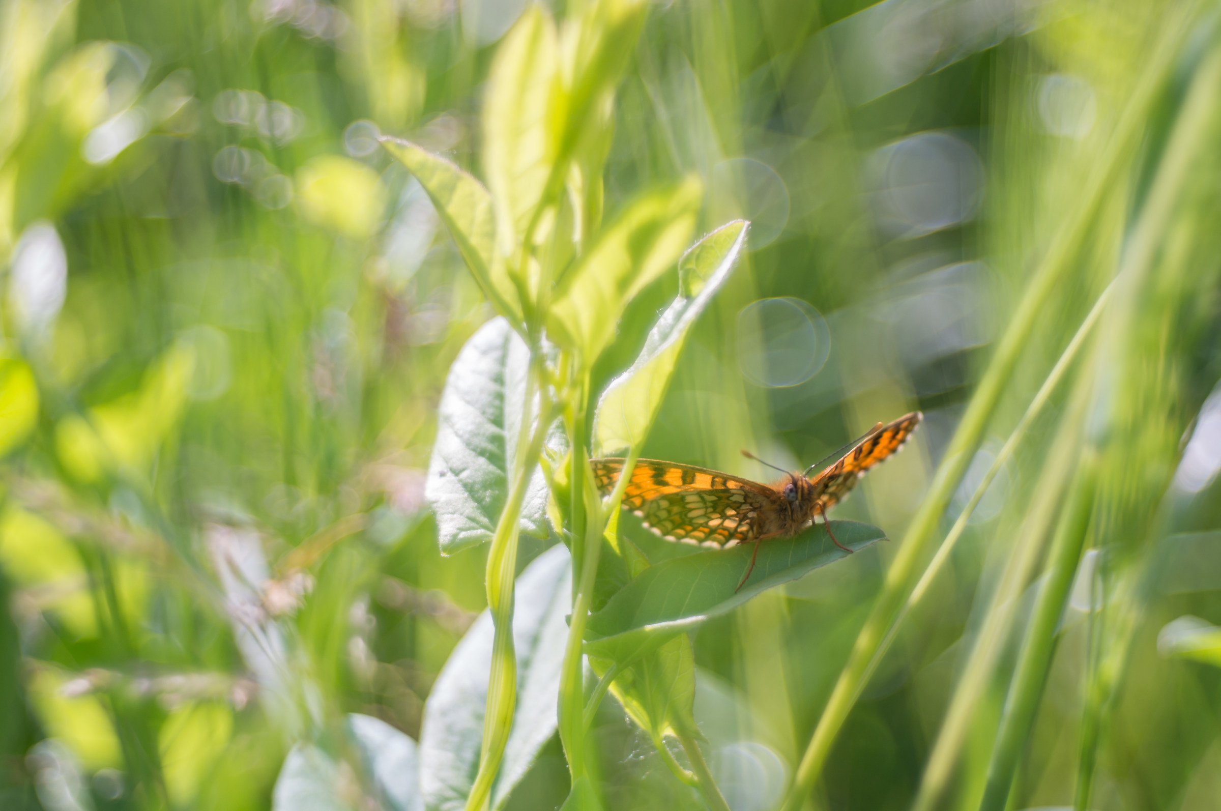 Flight into the light