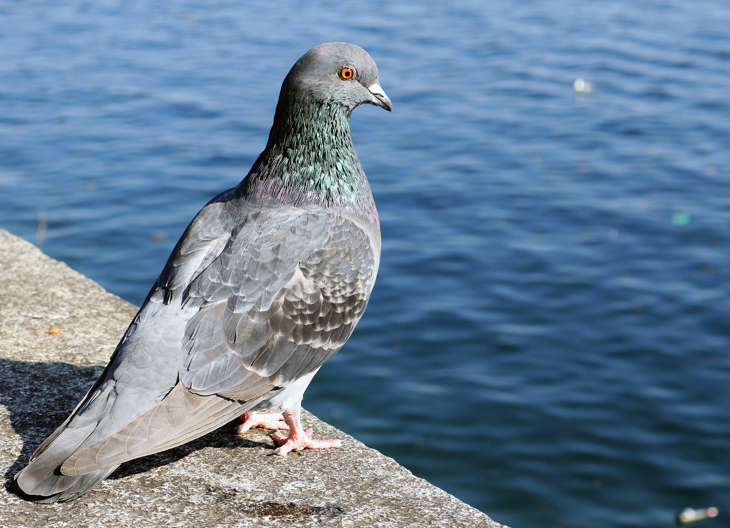 Pigeon