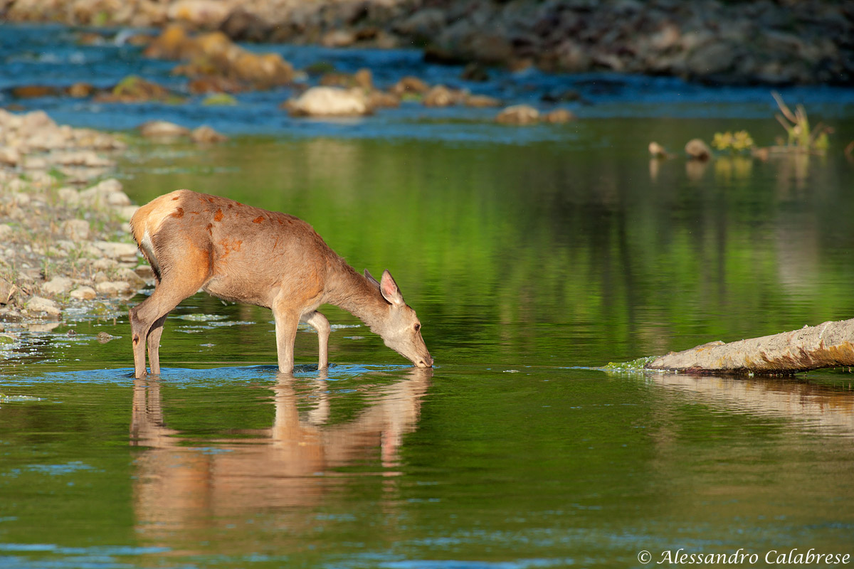 Cerva all'abbeverata