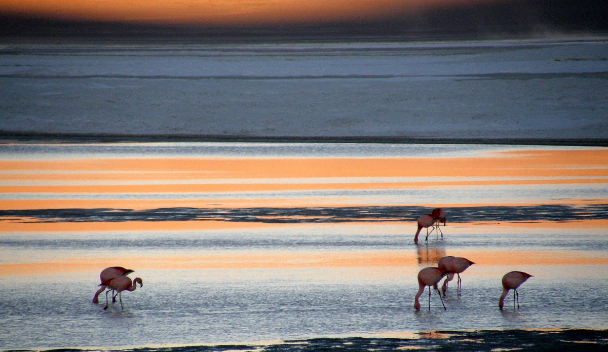 Sulla Laguna Colorada