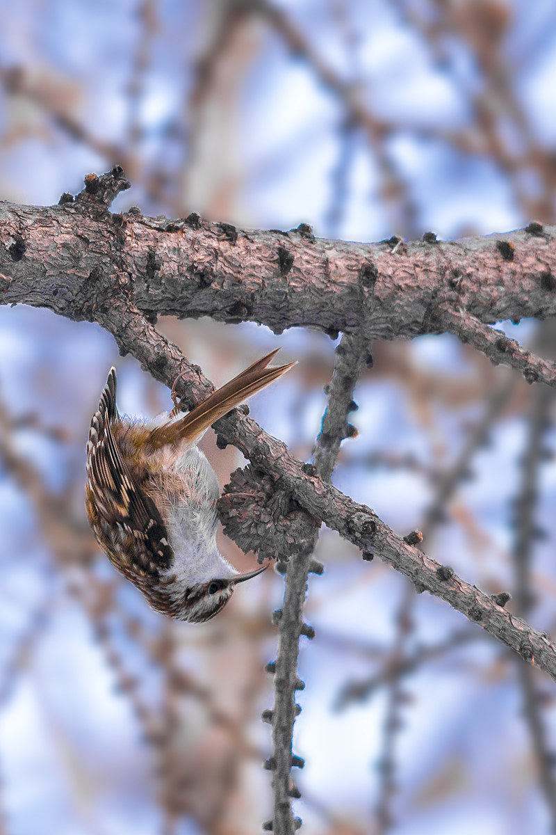 Rampichino capovolto