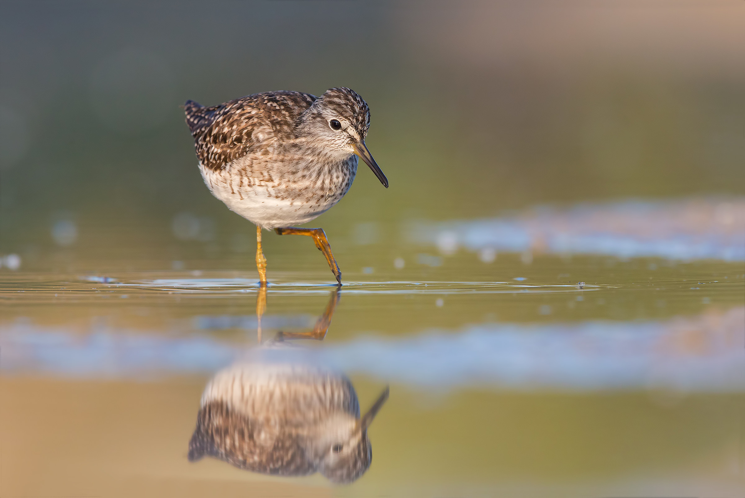 Wood Sandpiper