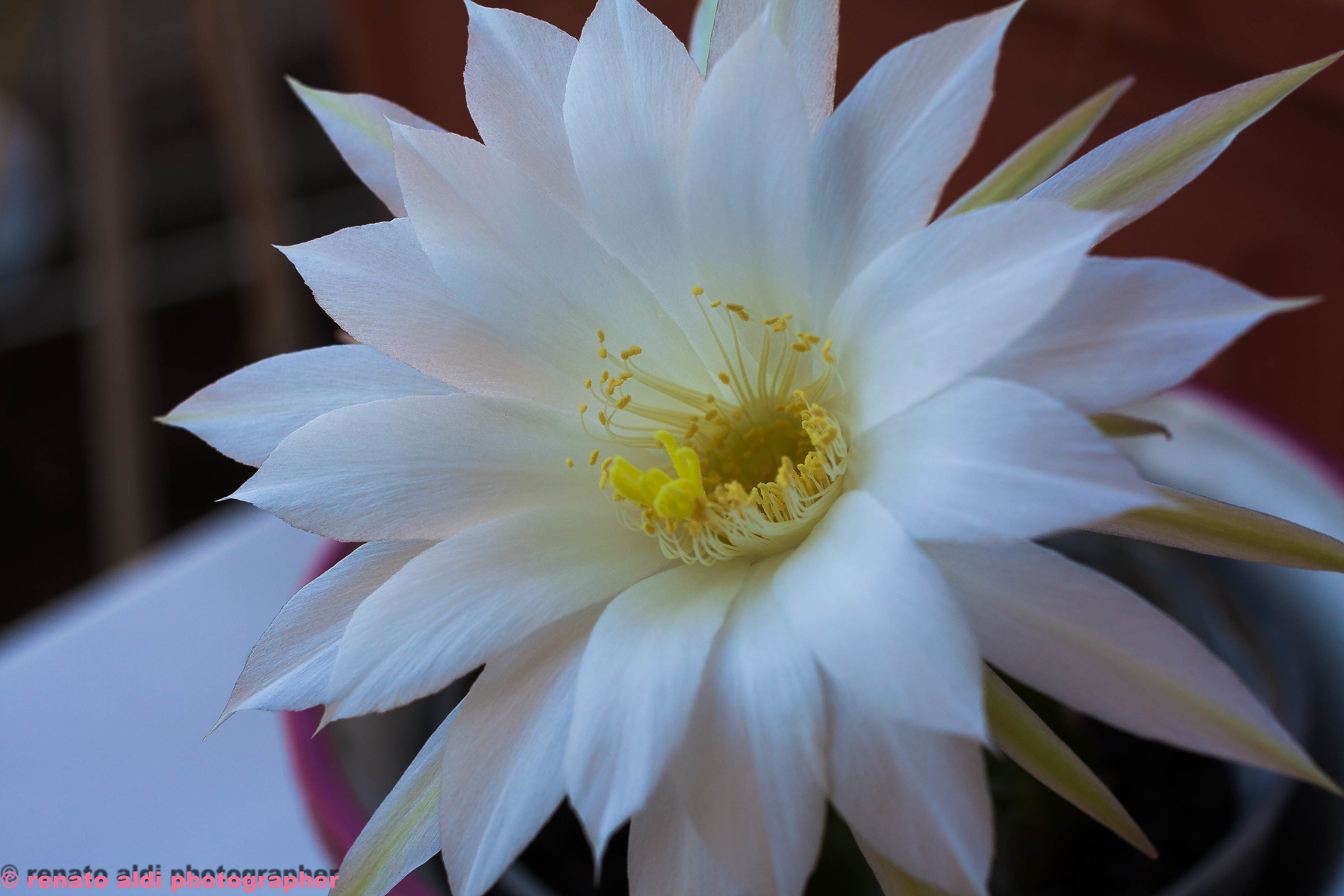 Acanthocalycium