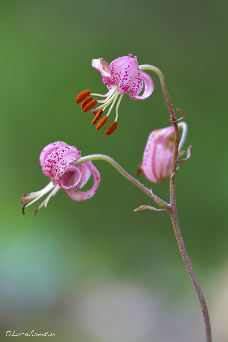 Lilium martagon