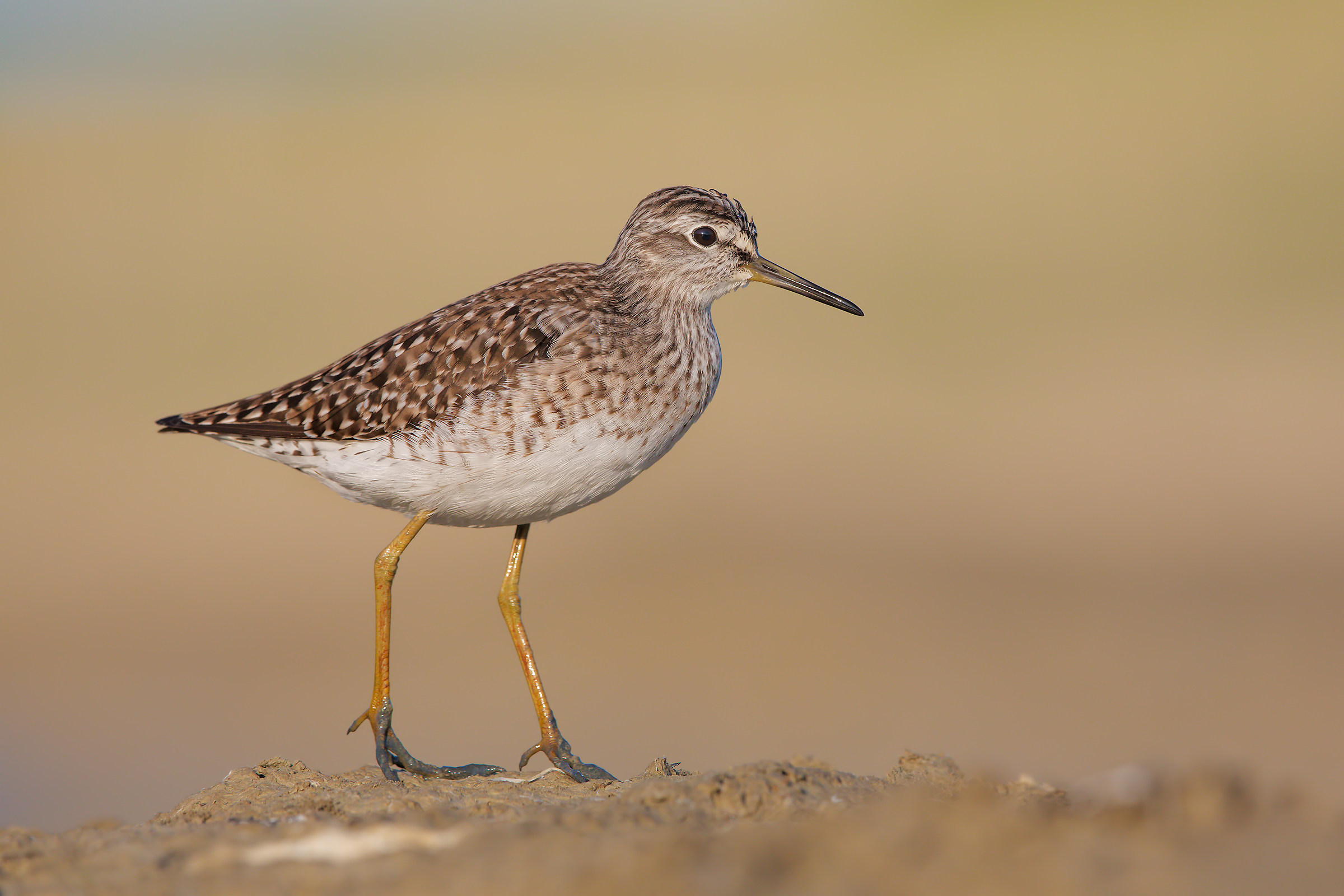 Piro piro boschereccio