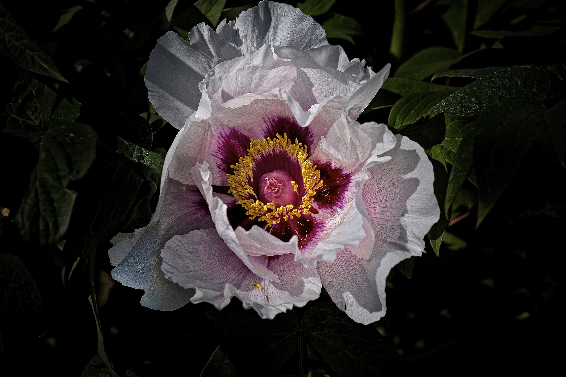 The Gift of the Gods