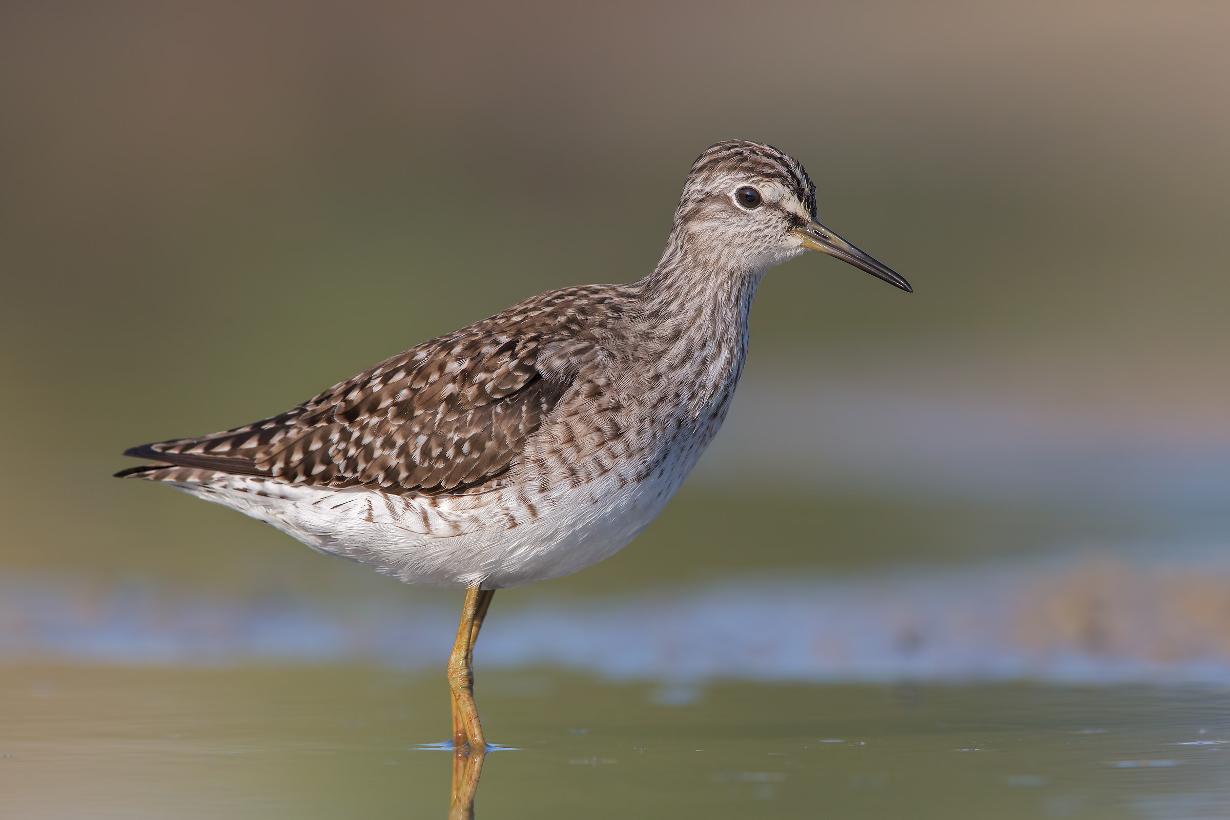 Piro piro boschereccio ( 4000px )