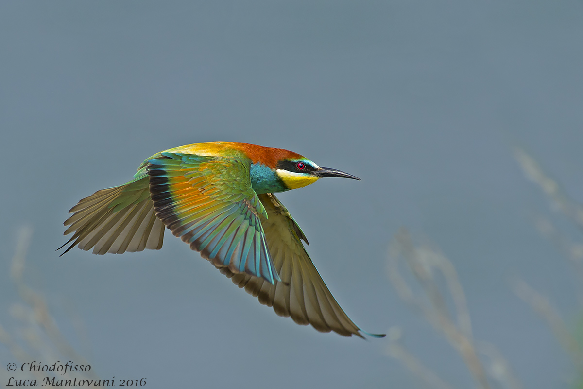 Bee-eater hunting