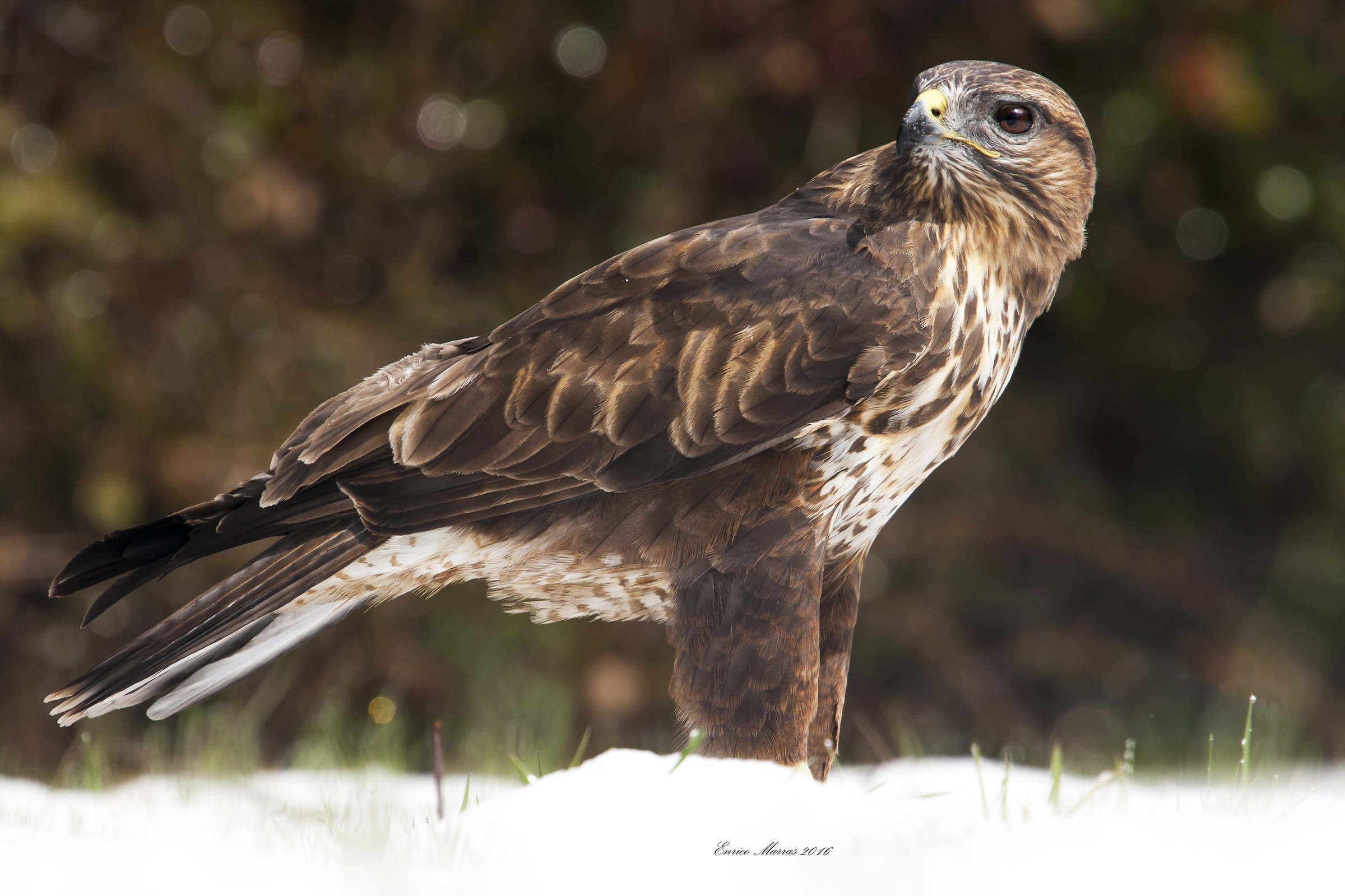 Buteo buteo arrigonii (adult male Buzzard Sarda)