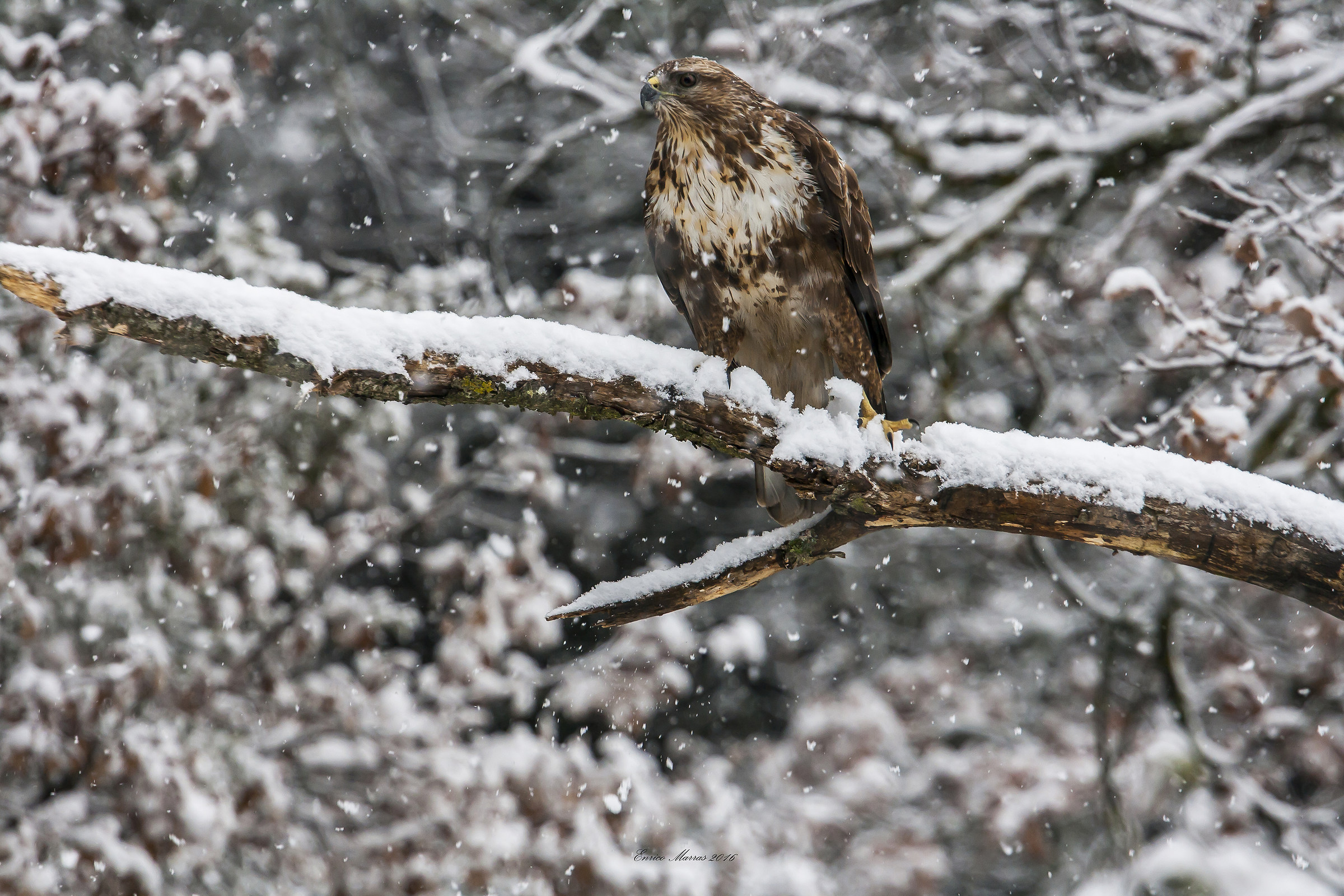 Buteo buteo Arrigoni adult female