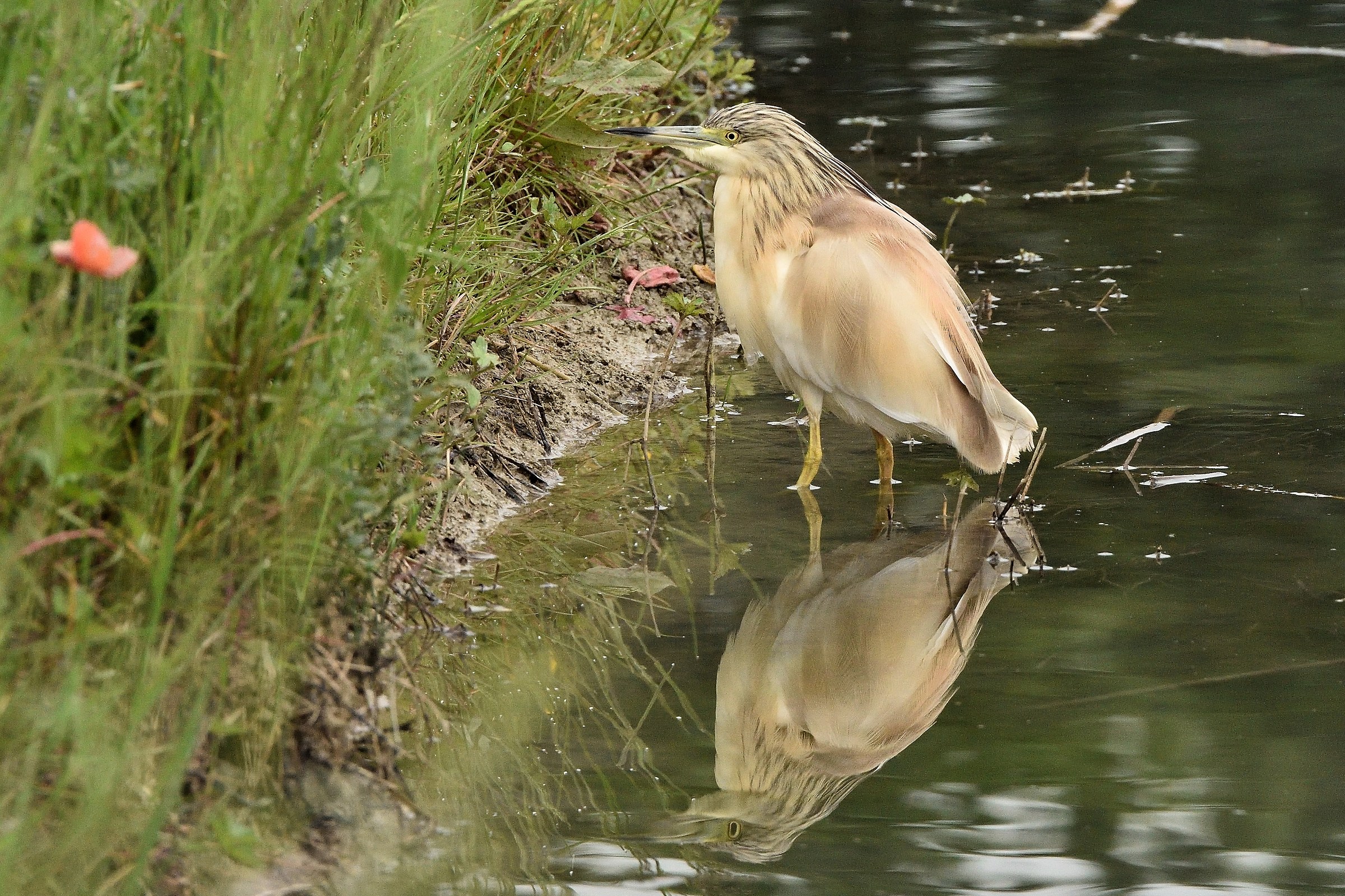 Sgarza ciuffetto (Ardeola ralloides)