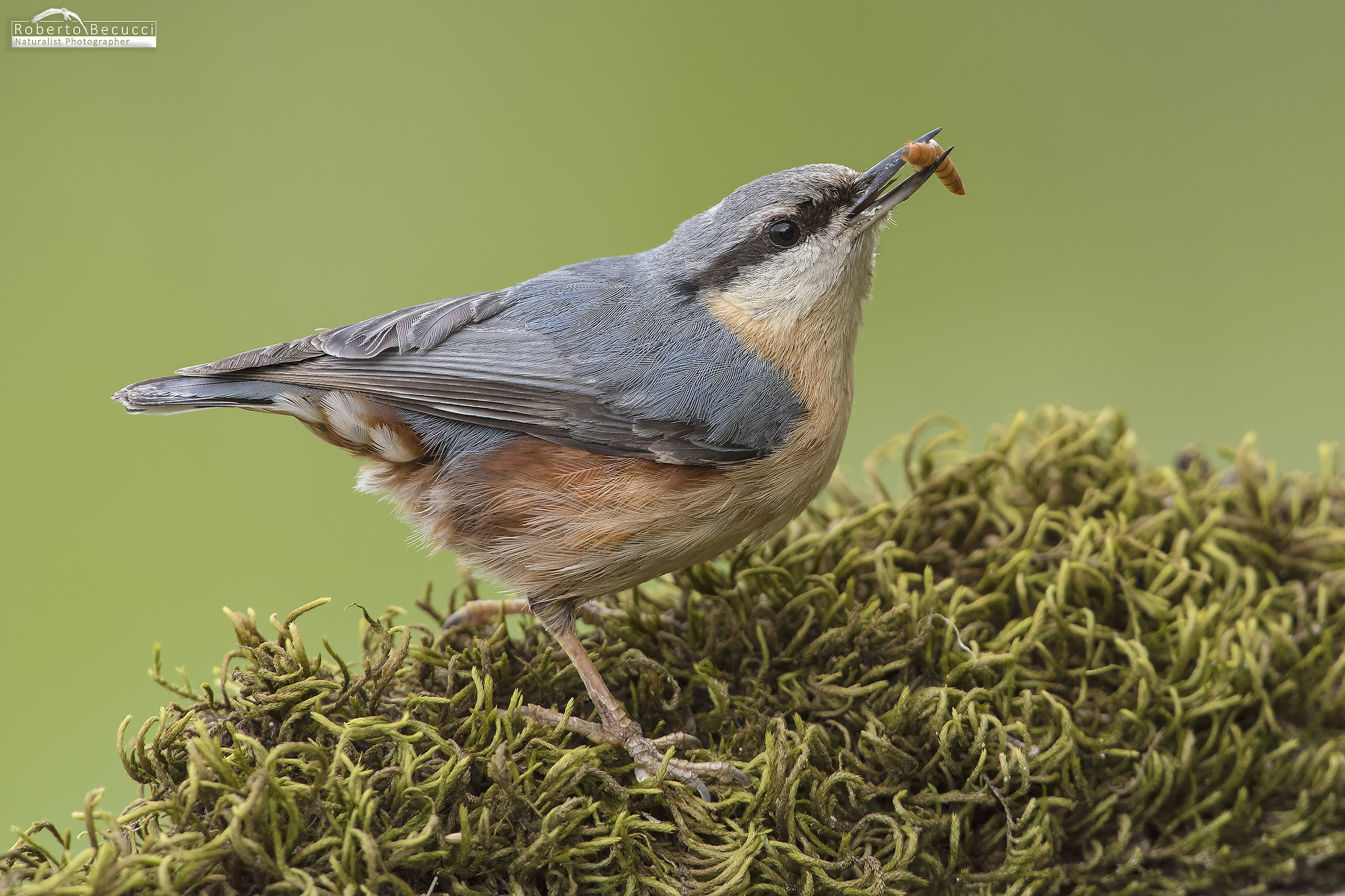 Nuthatch ..