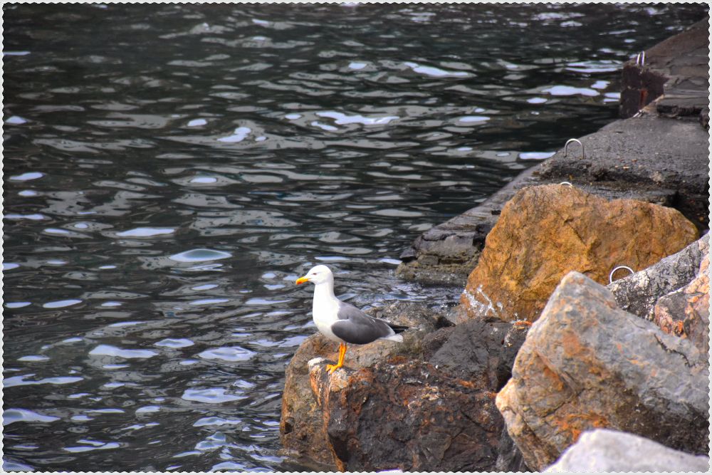 Gabbiano alle 5 terre