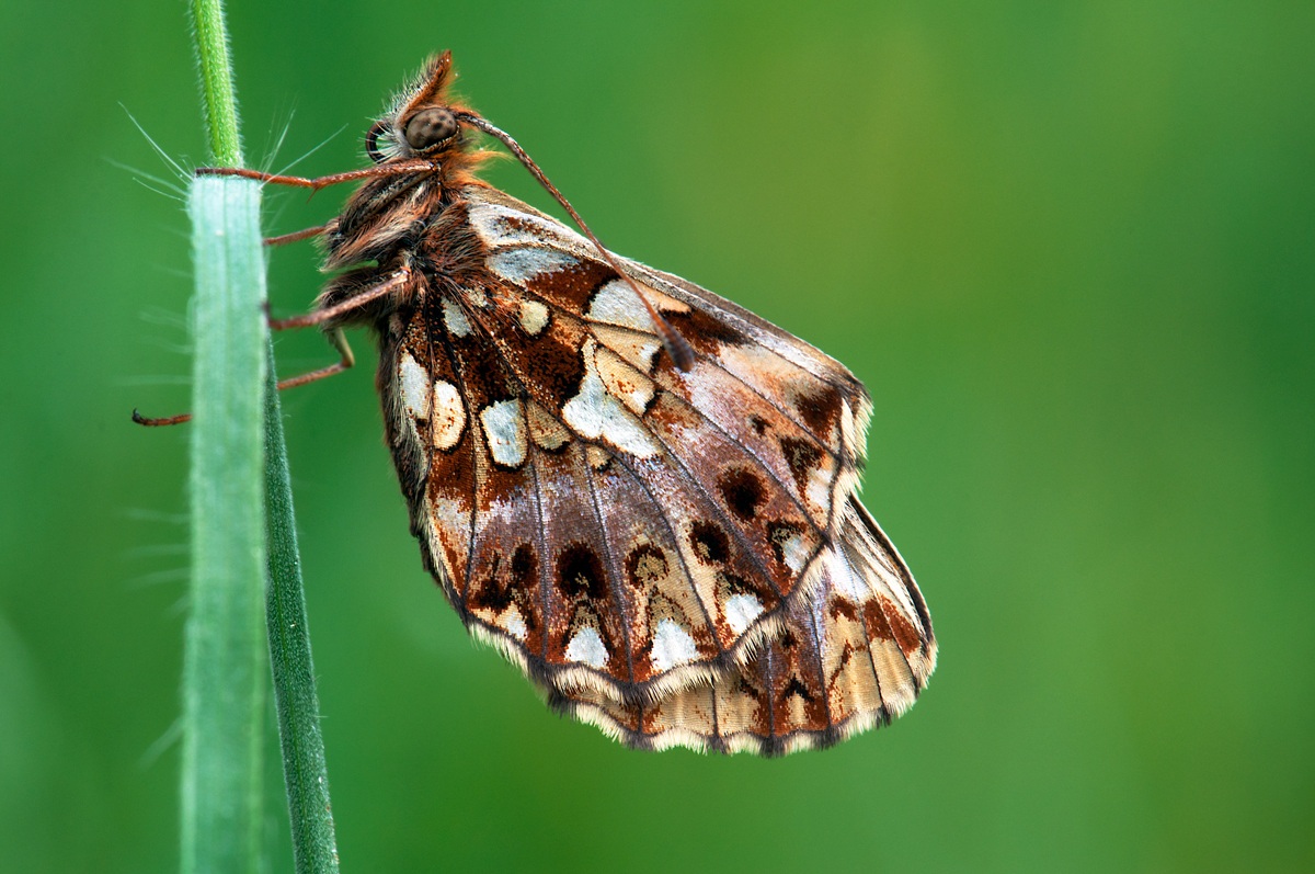 boloria dia