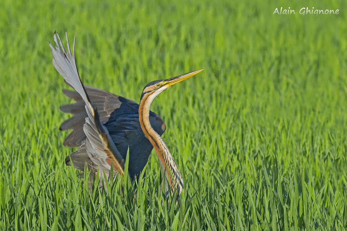 l'esuberanza del rosso
