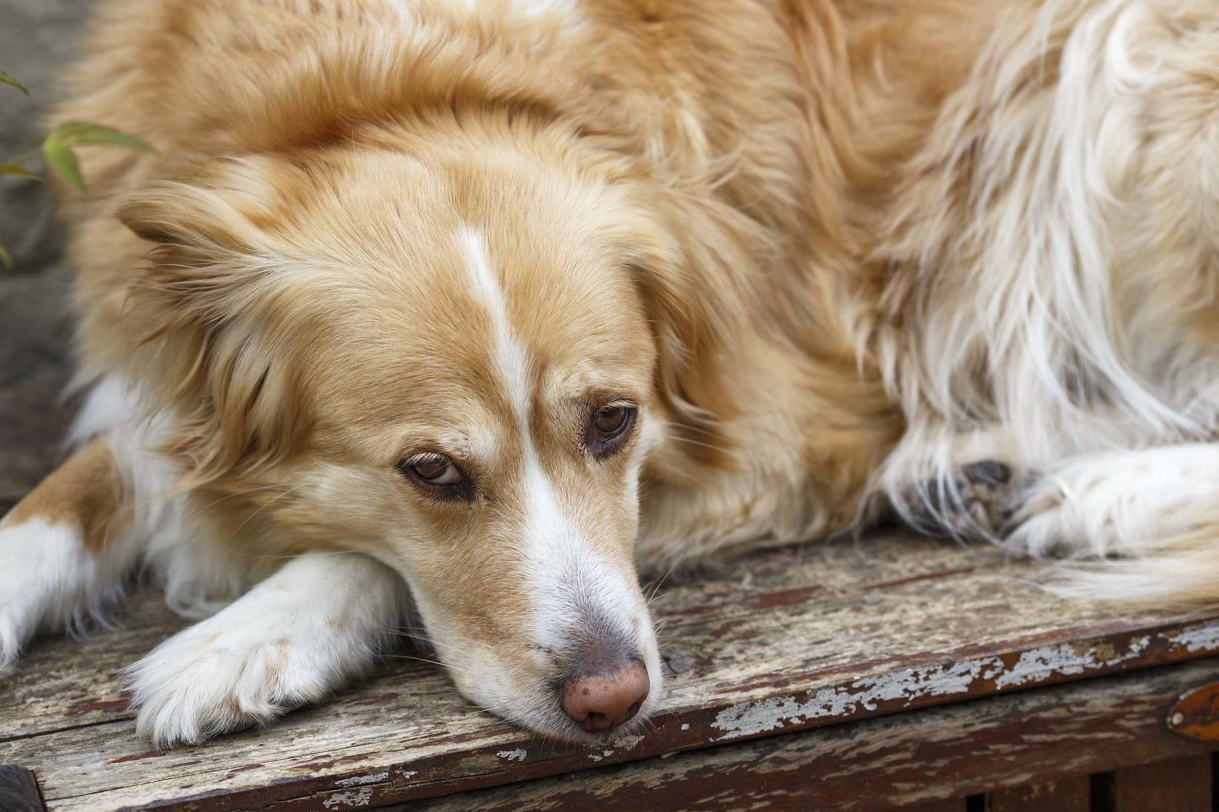 His Majesty 135 f / 2