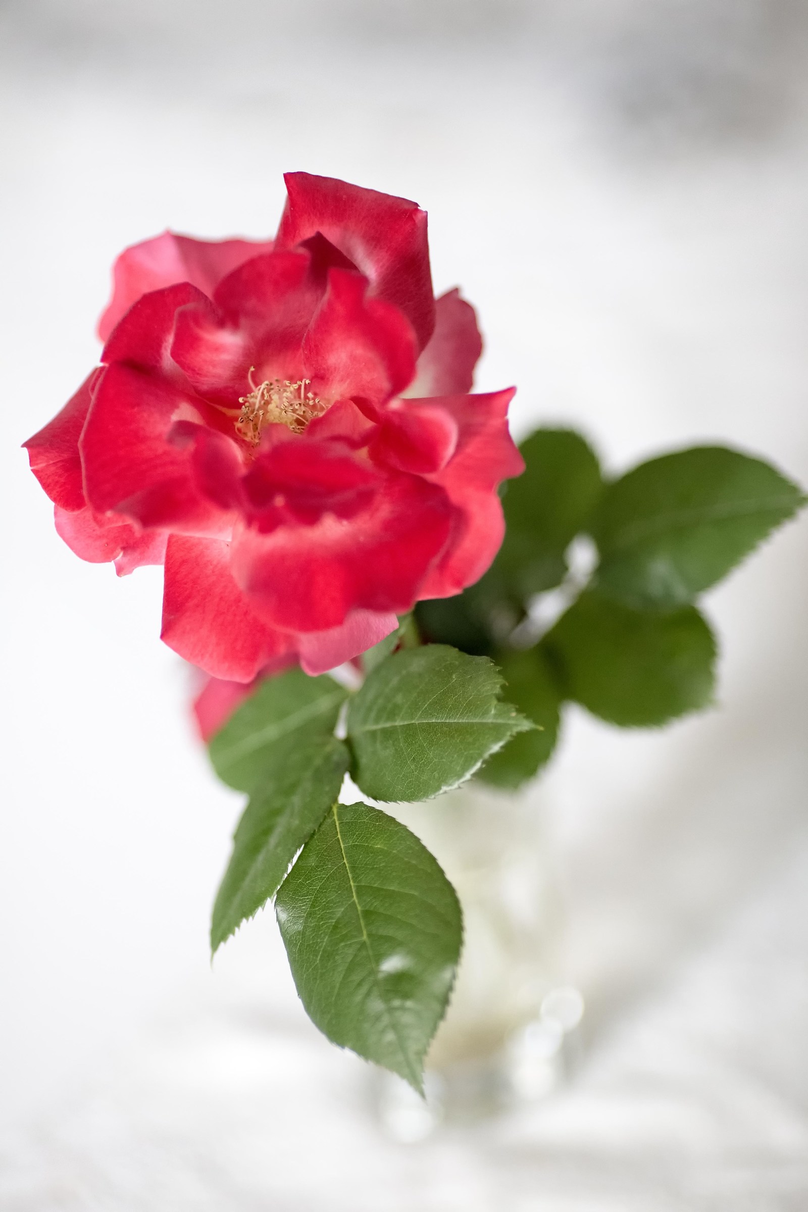 Rose del mio giardino