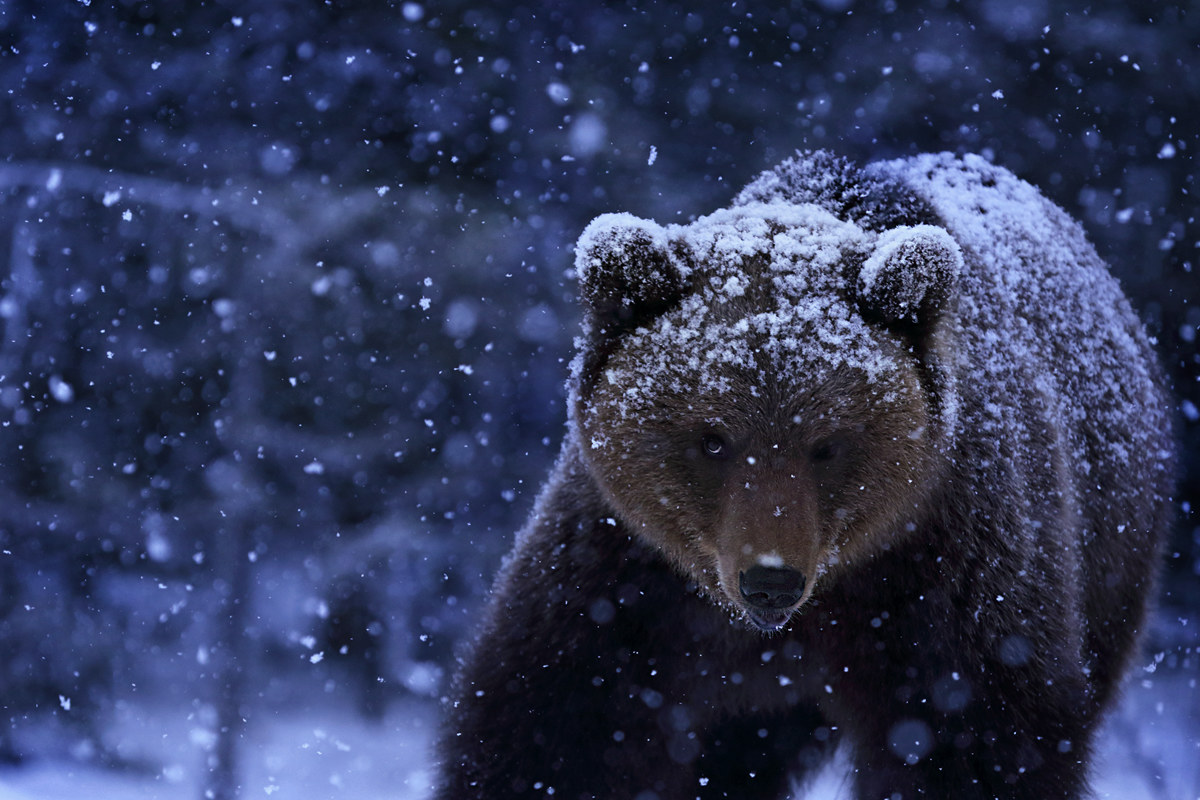 Da grande voglio essere un orso bianco!