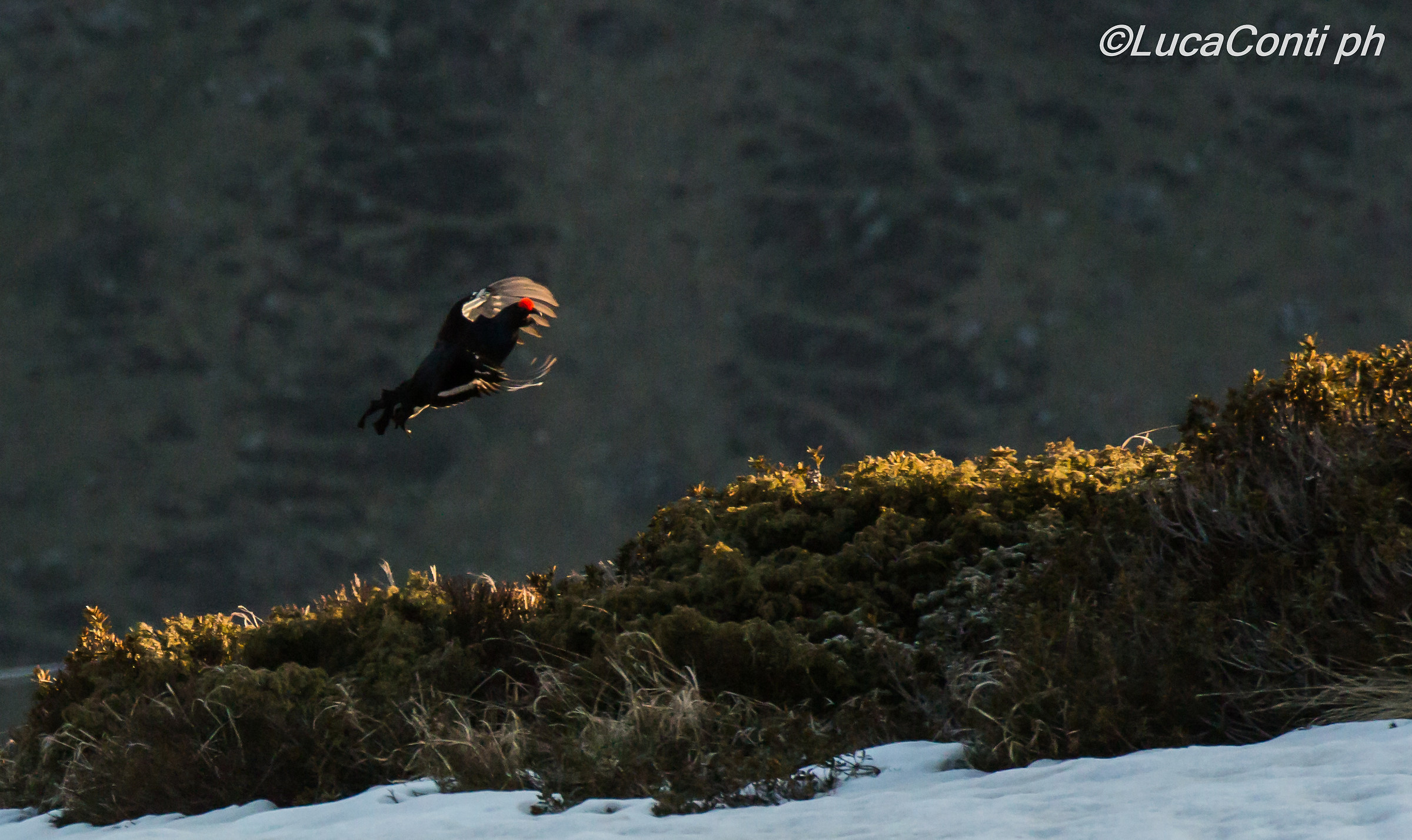Galli Forcelli arena (Valsassina)