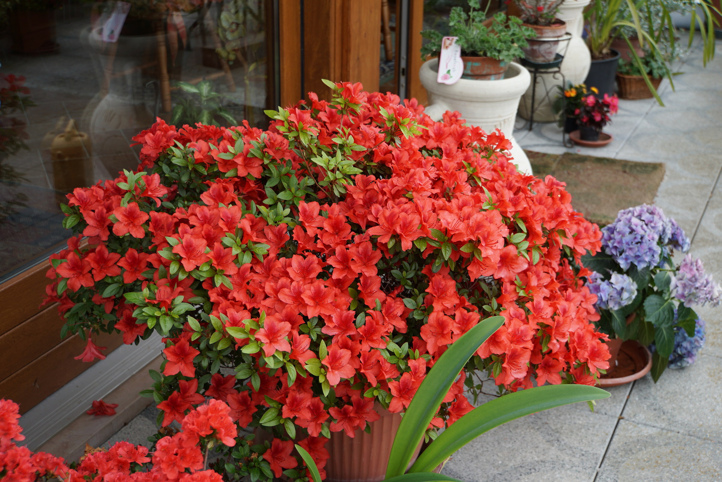 red azalea