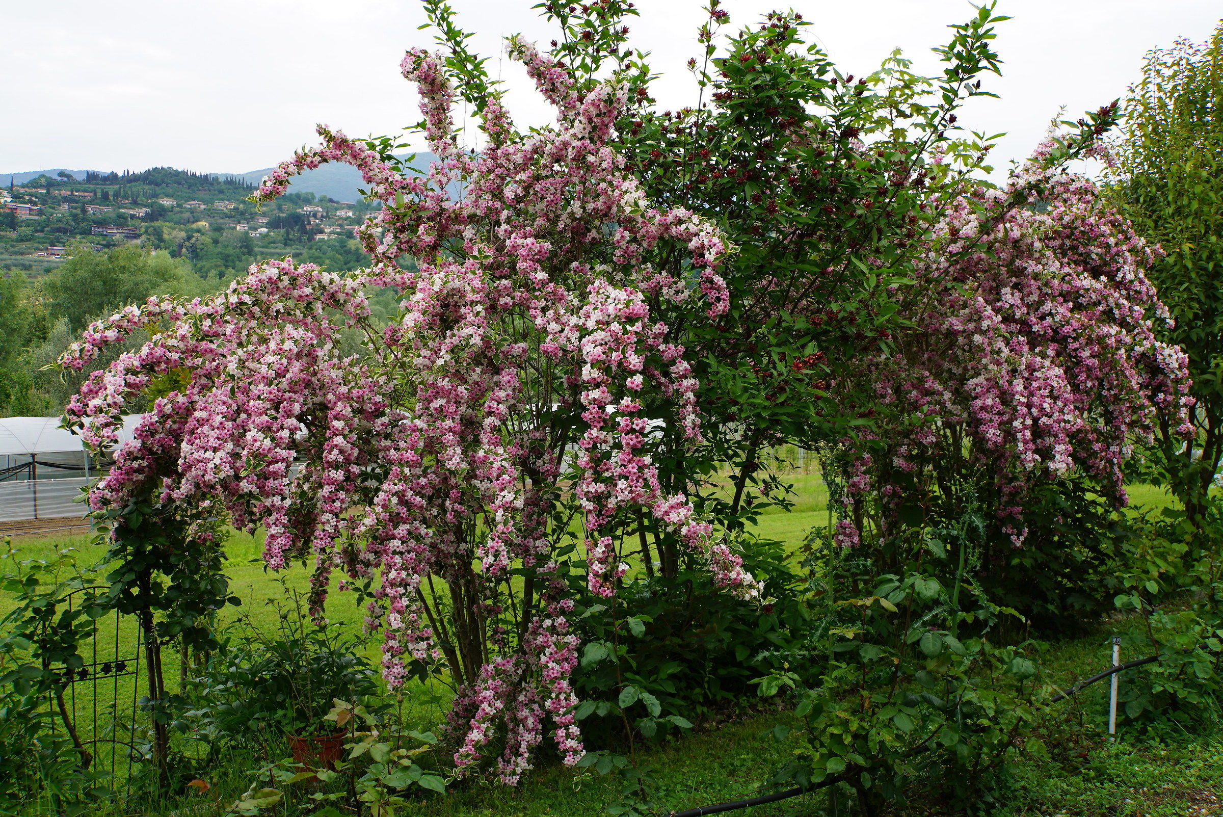 flowering hedge