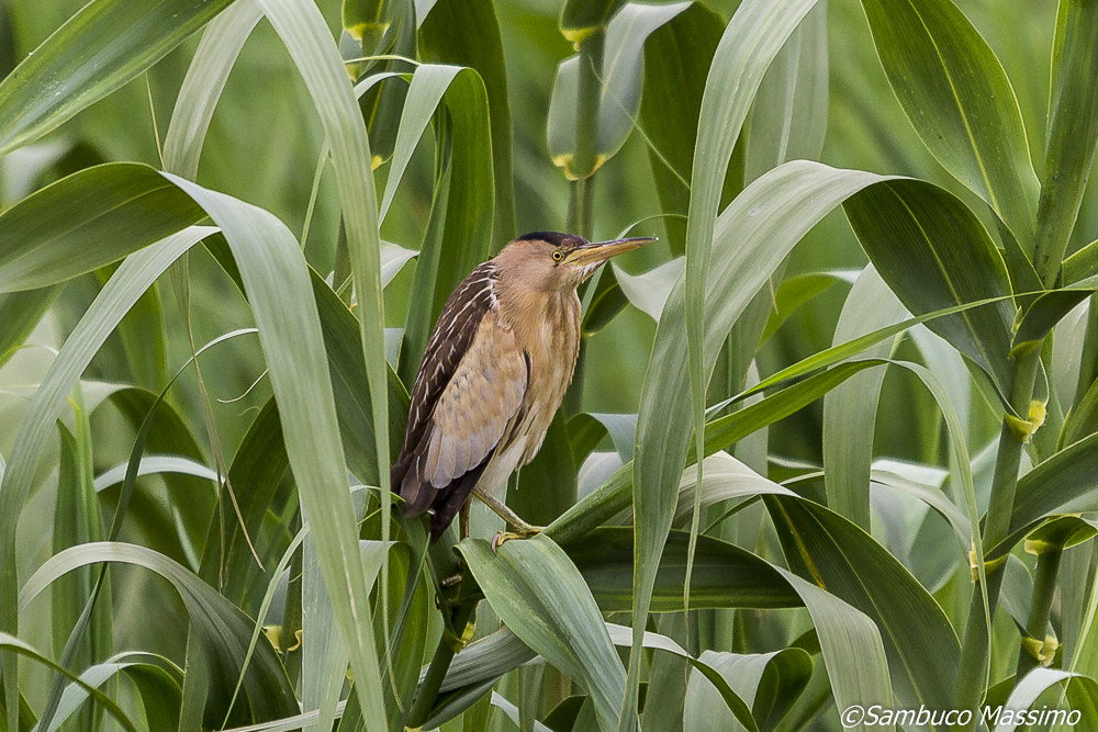 bittern