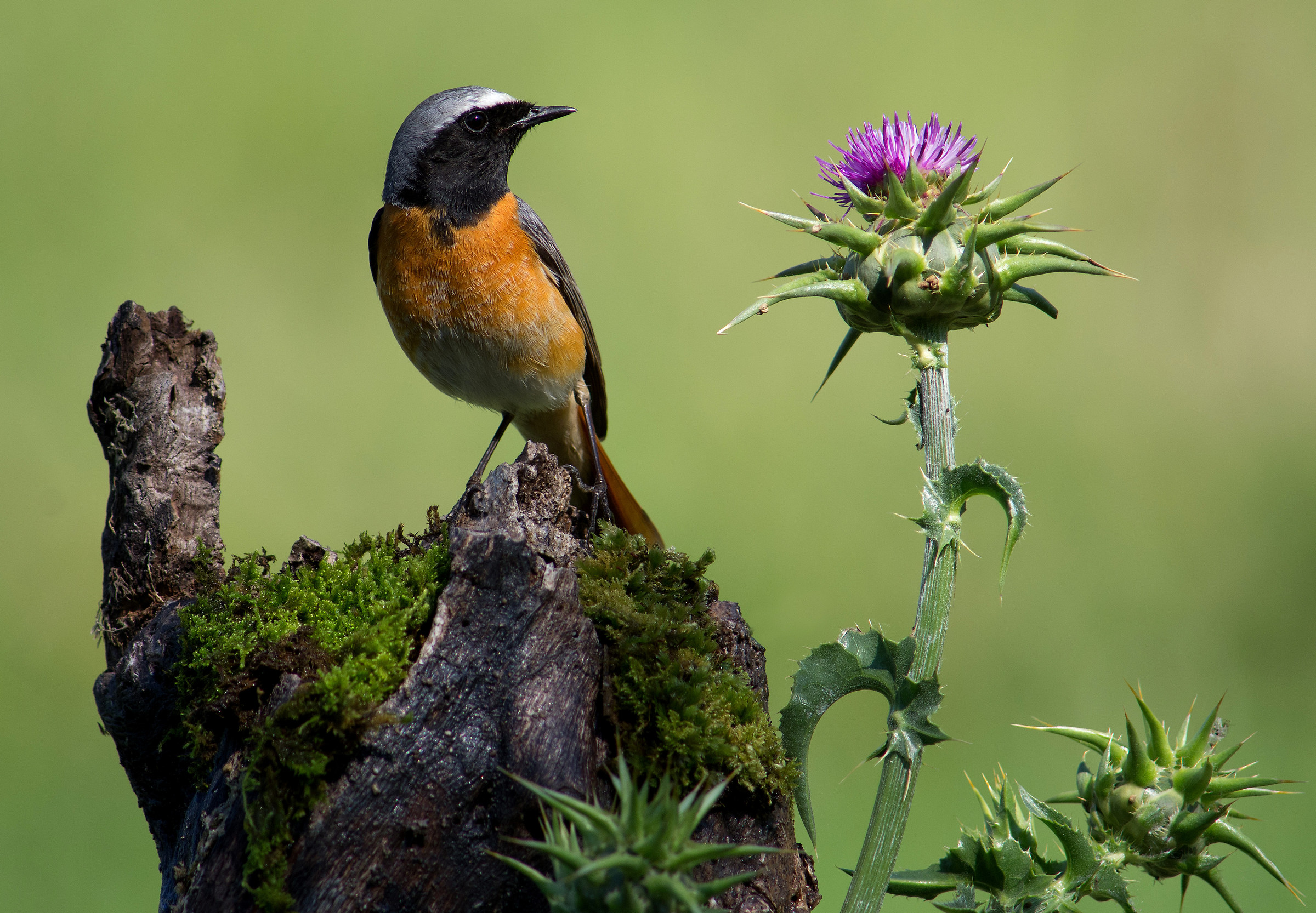 Redstart and milk thistle