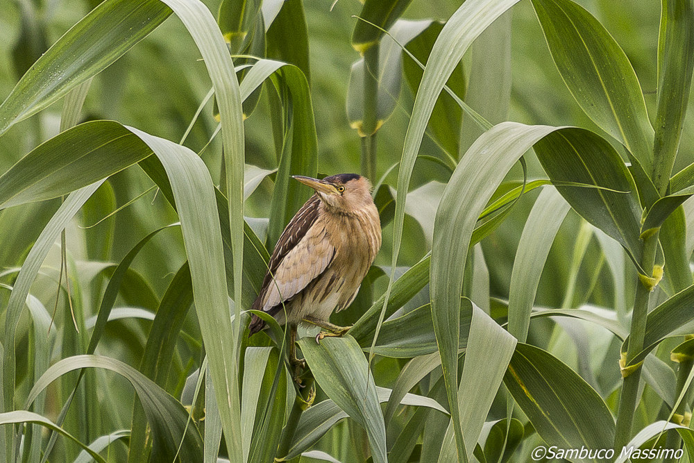 bittern