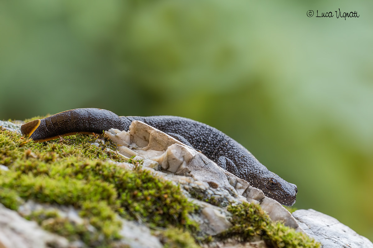 Crested newt - Triturus carnifex
