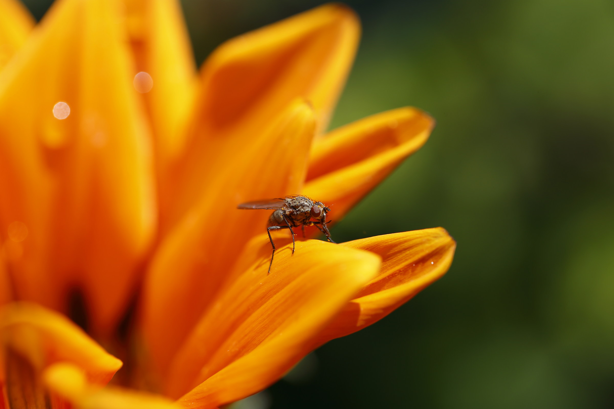 OrangeFly