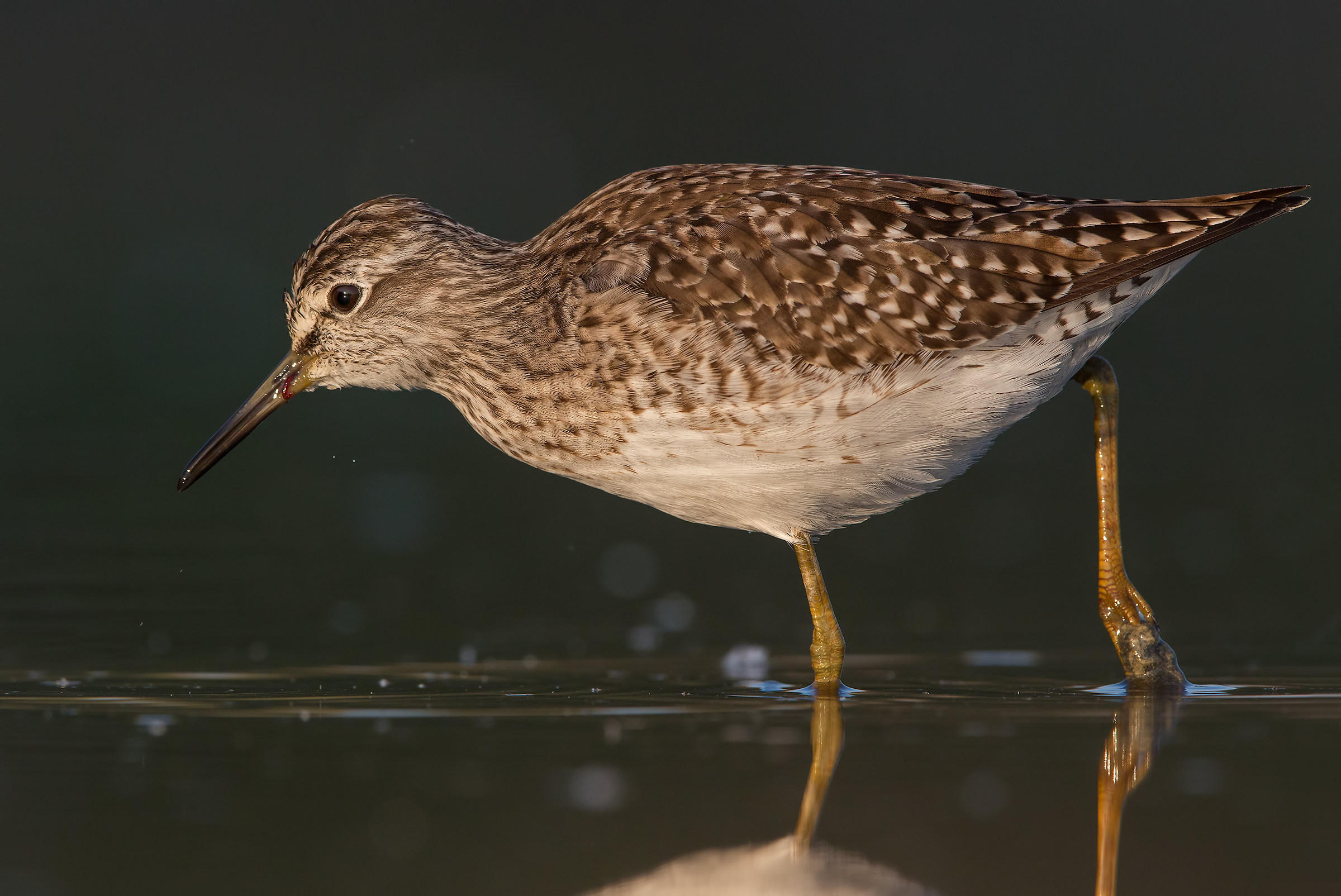 Wood Sandpiper
