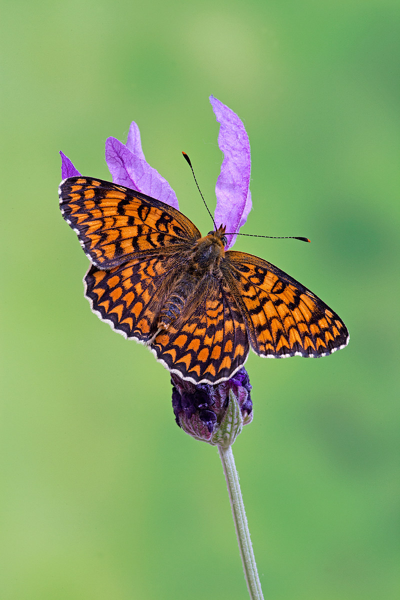 Melitea - ali aperte