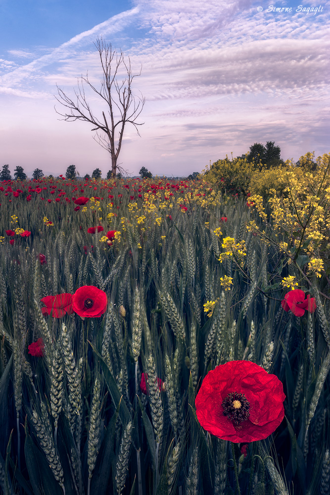 Attore non protagonista