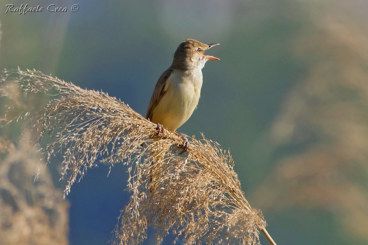 Il Vecchio Cannareccia: Cannareccione