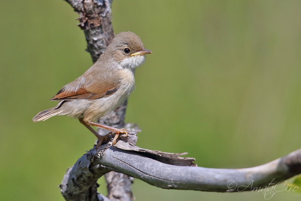 Sardinian Warbler
