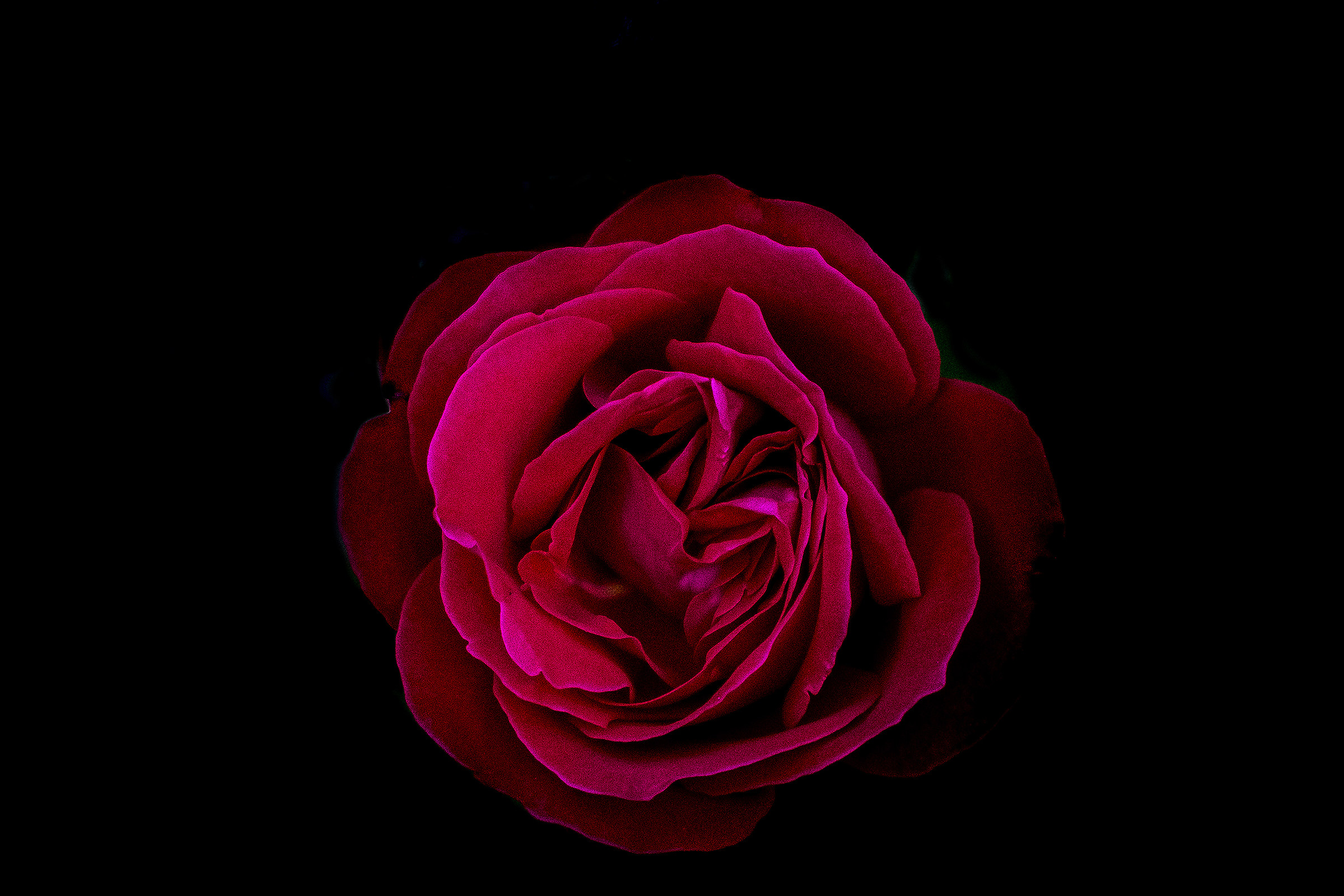 ...anche di sera una rosa non diventa mai nera...