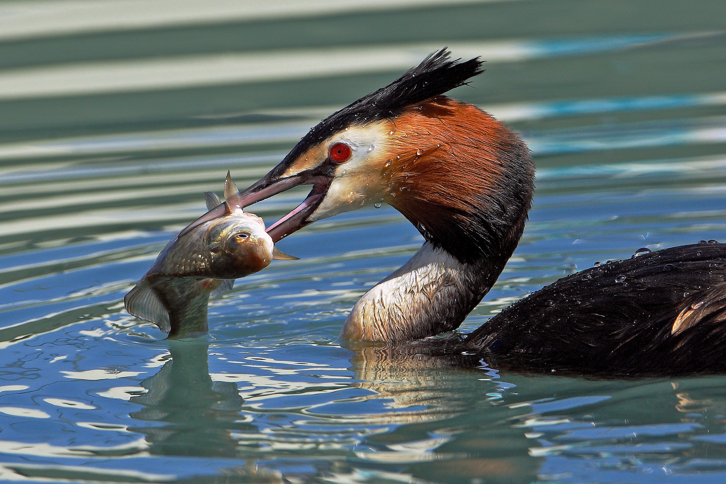 Svasso goloso - Lago di Garda -